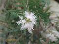 Narrowleaf Paperbark